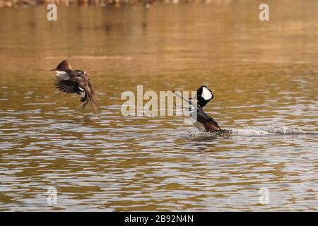 Mergansers à capuche dans le troupeau de la saison de reproduction Banque D'Images