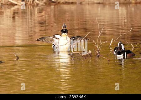Mergansers à capuche dans le troupeau de la saison de reproduction Banque D'Images