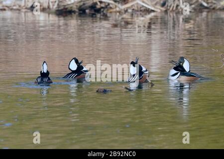 Mergansers à capuche dans le troupeau de la saison de reproduction Banque D'Images