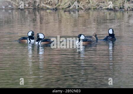 Mergansers à capuche dans le troupeau de la saison de reproduction Banque D'Images