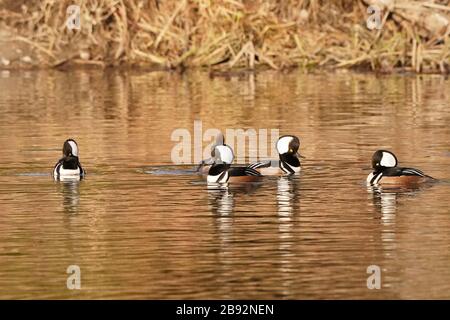 Mergansers à capuche dans le troupeau de la saison de reproduction Banque D'Images