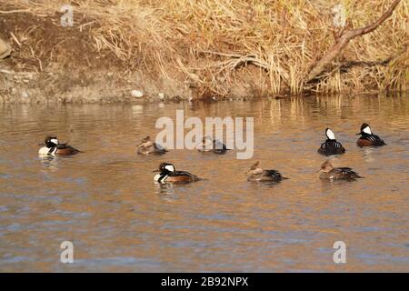 Mergansers à capuche dans le troupeau de la saison de reproduction Banque D'Images