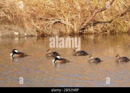 Mergansers à capuche dans le troupeau de la saison de reproduction Banque D'Images
