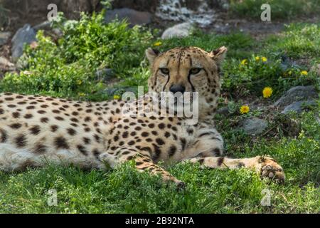 Cheetah, Acinonyx jubatus, se détend dans l'herbe verte parsemée de fleurs jaunes Banque D'Images