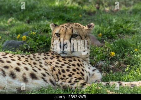 Cheetah, Acinonyx jubatus, se détend dans l'herbe verte parsemée de fleurs jaunes Banque D'Images