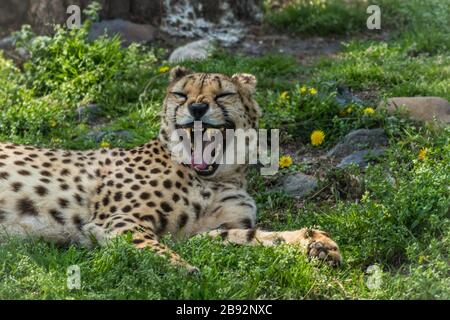 Cheetah, Acinonyx jubatus, avec grand yawn se détend dans l'herbe verte parsemée de fleurs jaunes Banque D'Images