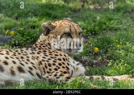 Cheetah, Acinonyx jubatus, se détend dans l'herbe verte parsemée de fleurs jaunes Banque D'Images