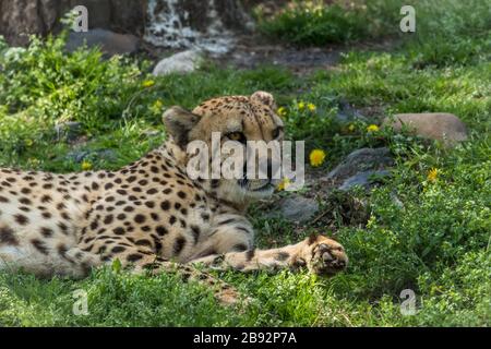 Cheetah, Acinonyx jubatus, se détend dans l'herbe verte parsemée de fleurs jaunes Banque D'Images