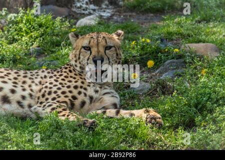 Cheetah, Acinonyx jubatus, se détend dans l'herbe verte parsemée de fleurs jaunes Banque D'Images