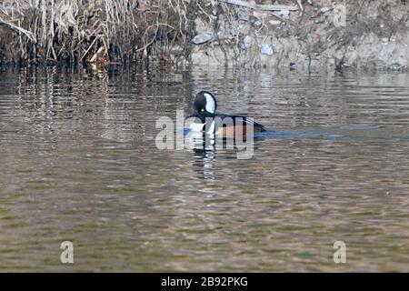 Mergansers à capuche dans le troupeau de la saison de reproduction Banque D'Images