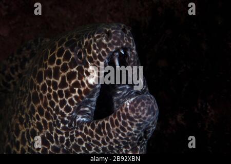 Sourire de l'anguille de Moray (Gymnothorax favagineus). Photographie sous-marine de Tulamben, Bali, Indonésie Banque D'Images