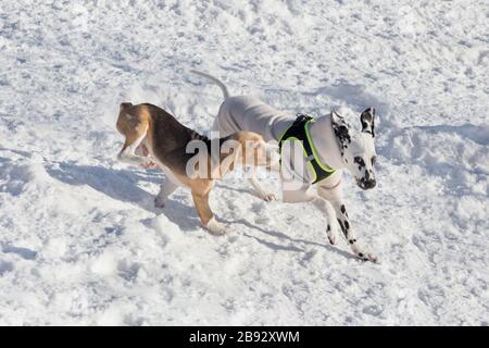Le joli chiot dalmatien et le chiot beagle anglais jouent dans le parc d'hiver. Animaux de compagnie. Chien de race. Banque D'Images