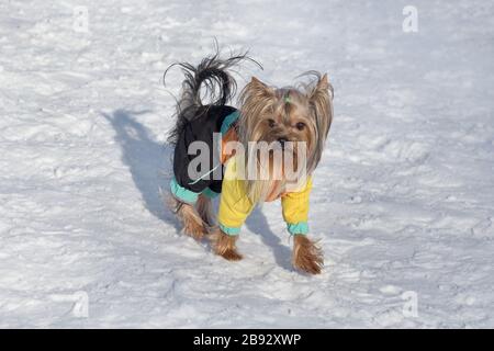 Le chiot du yorkshire terrier, un joli bibrochette, marche sur une neige blanche dans le parc d'hiver. Animaux de compagnie. Chien de race. Banque D'Images