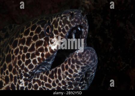 Sourire de l'anguille de Moray (Gymnothorax favagineus). Photographie sous-marine de Tulamben, Bali, Indonésie Banque D'Images