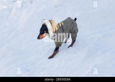 Le joli chiot miniature pinscher dans de beaux vêtements pour animaux de compagnie marche sur une neige blanche dans le parc d'hiver. Animaux de compagnie. Chien de race. Banque D'Images
