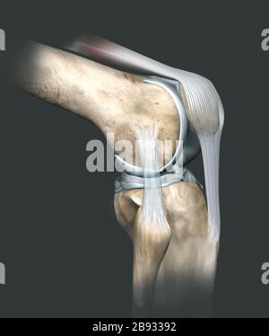 Illustration tridimensionnelle montrant l'articulation du genou humain avec le fémur, le cartilage articulaire, le ménisque, le ligament collatéral médial, le cartilage articulaire, la patella, le pétrissage, Banque D'Images