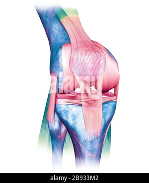 Illustration médicale précise montrant une articulation douloureuse du genou avec le ligament croisé antérieur et postérieur mis en évidence, le ménisque, le cartilage articulaire, Banque D'Images