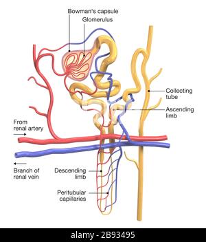 Structure du néphron dans le rein, illustration médicalement tridimensionnelle sur fond blanc Banque D'Images