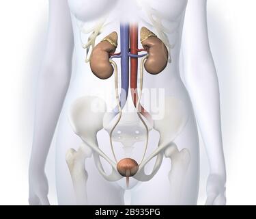 Illustration tridimensionnelle montrant les voies urinaires femelles avec reins, vaisseaux sanguins, uretère et vessie Banque D'Images