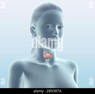 Illustration médicalement tridimensionnelle montrant la glande thyroïde d'une femme, illustration médicale sur fond noir Banque D'Images