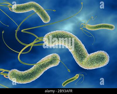 3D illustration montrant Vue microscopique d'un groupe de bactéries Helicobacter pylori Banque D'Images