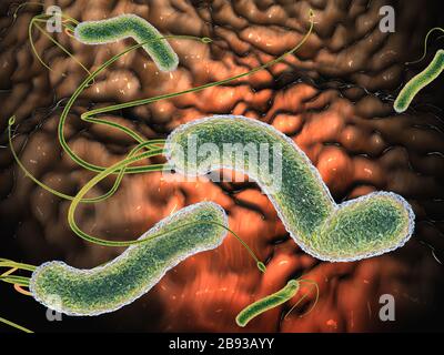 Illustration en relief montrant la vue microscopique d'un groupe de bactéries helicobacter pylori dans l'estomac Banque D'Images