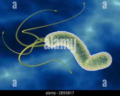 Illustration en relief montrant la vue microscopique d'une bactérie helicobacter pylori Banque D'Images