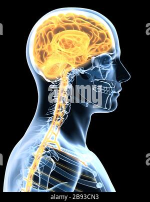 Cerveau humain transparent d'un homme avec la moelle épinière et la colonne vertébrale, illustration médicale Banque D'Images