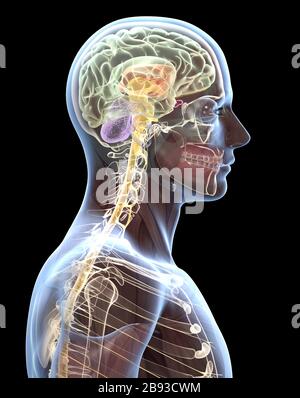 Cerveau humain transparent d'un homme avec la moelle épinière et la colonne vertébrale, illustration médicale Banque D'Images