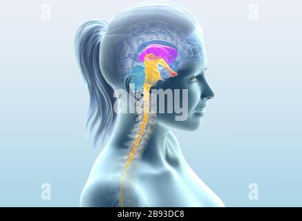 Cerveau humain transparent d'une femme avec la moelle épinière et la colonne vertébrale, illustration médicale Banque D'Images
