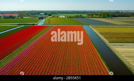 Vue aérienne des champs de bulbes au printemps, située entre les villes de Lisse et Sassenheim, province de Zuid-Holland, Pays-Bas