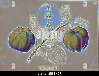 Calvill blanc d'hiver, variété suisse de pommes, Calville blanc d'hiver, signé: Imprimé couleur par J. Tribelhorn, fig. 50, Tribelhorn, J. (imp.), 1863, Schweizerisch. Landwirtschaftl. Verein (Hg.): Schweizerische Obstsorten. [S.l.]: Schweizerischer Landwirtschaftlicher Verein, [1863], repensé par Gibon, design de glanissement chaleureux et gai de la luminosité et des rayons de lumière radiance. L'art classique réinventé avec une touche moderne. La photographie inspirée du futurisme, qui embrasse l'énergie dynamique de la technologie moderne, du mouvement, de la vitesse et révolutionne la culture. Banque D'Images