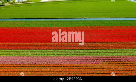 Vue aérienne des champs de tulipes au printemps, en Hollande, aux Pays-Bas
