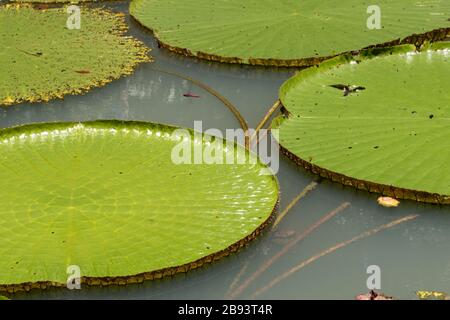 Cathodes sur Waterlily sur un lac dans la ville de Manaus Amazonas Brésil Banque D'Images