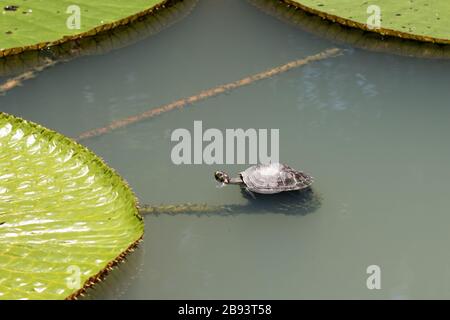 Cathodes sur Waterlily sur un lac dans la ville de Manaus Amazonas Brésil Banque D'Images