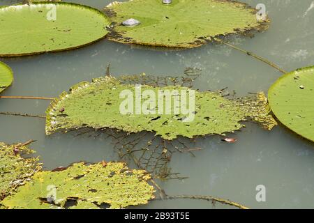 Cathodes sur Waterlily sur un lac dans la ville de Manaus Amazonas Brésil Banque D'Images