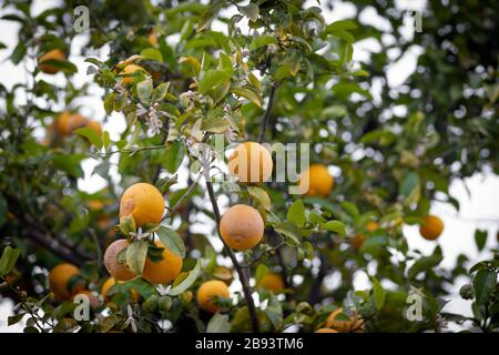 arbre orange amer chargé de fruits et de fleurs, sur un fond flou. Banque D'Images