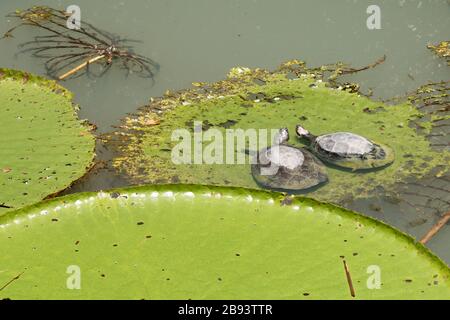 Cathodes sur Waterlily sur un lac dans la ville de Manaus Amazonas Brésil Banque D'Images