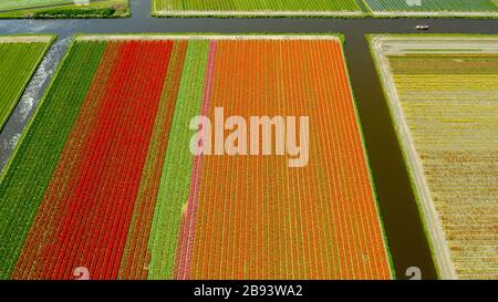 Vue aérienne des champs de tulipes au printemps, en Hollande, aux Pays-Bas