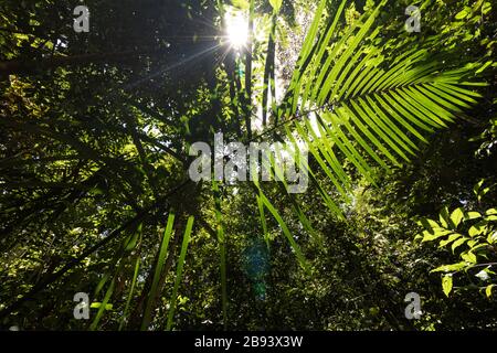 Forêt amazonienne dans la ville de Manaus Amazonas Brasil Banque D'Images