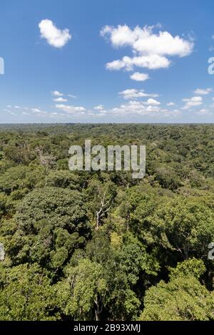 Forêt amazonienne dans la ville de Manaus Amazonas Brasil Banque D'Images