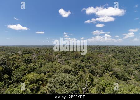 Forêt amazonienne dans la ville de Manaus Amazonas Brasil Banque D'Images