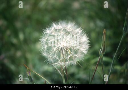 L'image de la nature du Coronavirus. Graines du Dandelion (Taraxacum officinale) prêtes à la dispersion. Banque D'Images