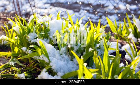 la jeune herbe frayeuse du matin se tient sous la neige fraîchement tombée. changement de saison dans la nature, arrivée du gros plan du printemps. Banque D'Images