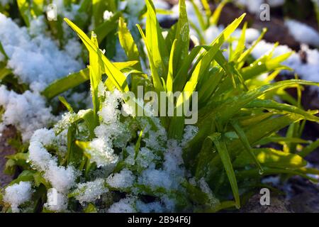 la jeune herbe frayeuse du matin se tient sous la neige fraîchement tombée. changement de saison dans la nature, arrivée du gros plan du printemps. Banque D'Images