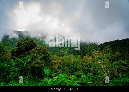 Forêt tropicale de Bornéo avec brume à l'horizon.la magnifique forêt pluviale de Bornéo est décimée pour faire place aux plantations de palmiers à huile. Banque D'Images