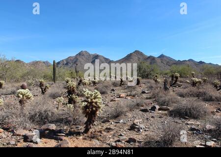 Désert, paysage montagneux avec brosse sèche, Cholla et Saguaro Cacti dans la réserve de McDowell Sonoran à Scottsdale, Arizona, États-Unis Banque D'Images