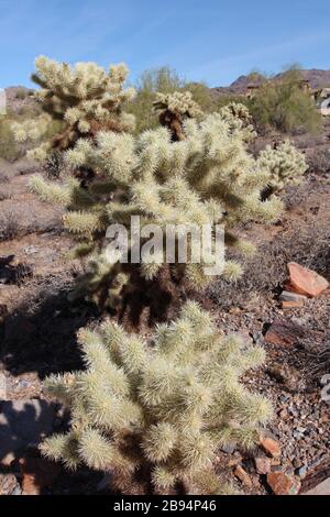 Gros plan sur un ours en peluche, la Jolla, le Cactus dans la réserve de McDowell Sonoran, Scottsdale, Arizona, États-Unis Banque D'Images