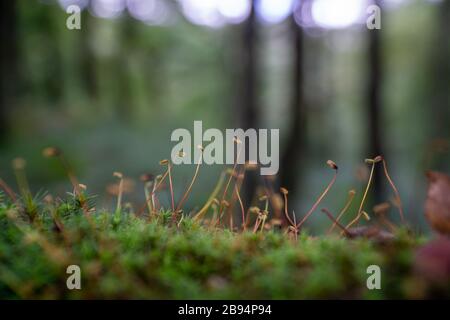 Petites plantes de mousse qui poussent du sol, une macro photo de la nature. Banque D'Images