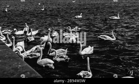 Un groupe de cygnes nageant dans la rivière portrait noir et blanc Banque D'Images